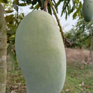 Premium Amrupali Mango – 5 KG Box (Naogaon Fresh)