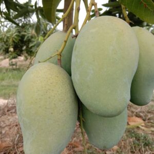 Premium Amrupali Mango – 20 KG Family Pack