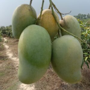 Premium Amrupali Mango – 10 KG Box (Naogaon Garden)