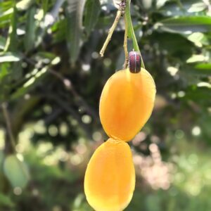 Premium Amrupali Mango – আম্রপালি আম (Naogaon Fresh)